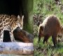 El puma y el oso han sido vistos en Santurbán./FOTO: Cortesía.