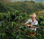 El café, motor productivo de más de 17.000 familias de Norte de Santander