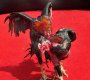 PELEA DE GALLOS 