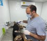 ESTERILIZACIÓN DE ANIMALES 