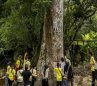 Arbol caracoli. El Colombiano