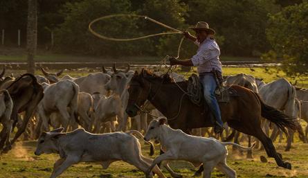 Señal Colombia y el tesoro oculto de la Orinoquía