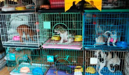 Perros comercializados o en venta