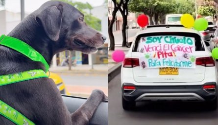 La historia de 'Ciruelo', el perrito que venció el cáncer, ha conmovido a todos