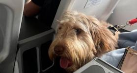 Colmenares se quejó por viajar junto a un perro