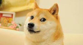 Kabosu