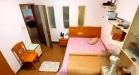 Un perro apagó la luz y se acostó a dormir