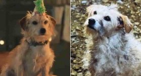 Bobby, el perrito estrella de House of the dragon