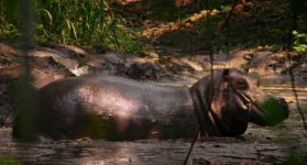 Hipopotamo de Escobar protagonizará película