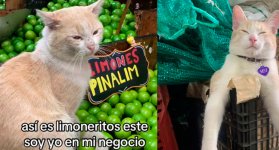 Limón el gato
