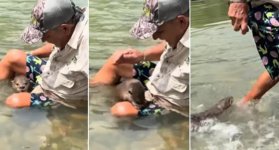 Video-viral-nutria