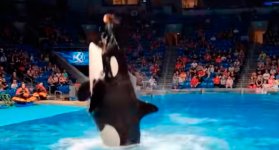 video orca