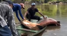 PESCADO GRANDE EN BRASIL. 