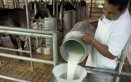  La producción de leche de Norte de Santander representa el 1,93 % de producción de todo el país. / Foto archivo La Opinión