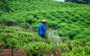 Cultivos de coca. / Foto Archivo