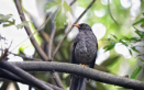 Aves