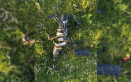 Dron,-CATAM