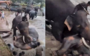 Pelea de elefantes en India deja turista muerta.