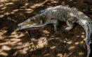 Caiman