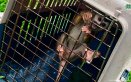 Influencer fue enviado a prisión por maltratar animales para hacer videos