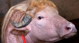 BUFALO DE TRUMP 