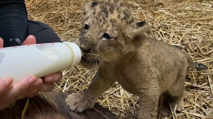 La reproducción por inseminación artificial es todavía muy poco común en el caso de leones. /Foto. AFP