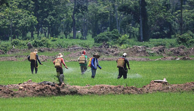 Desde el Ministerio de Agricultura vigilan la cosecha nacional de arroz para evitar la sobreproducción / Foto Archivo La Opinión