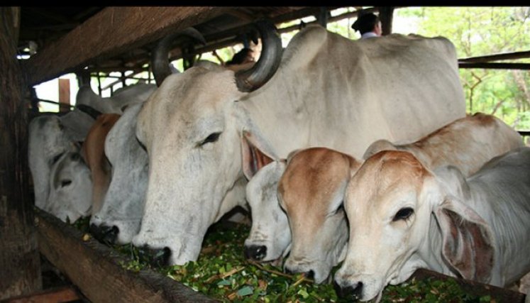 Colombia exportó casi treinta mil toneladas de carne. (Foto: Archivo La Opinión)