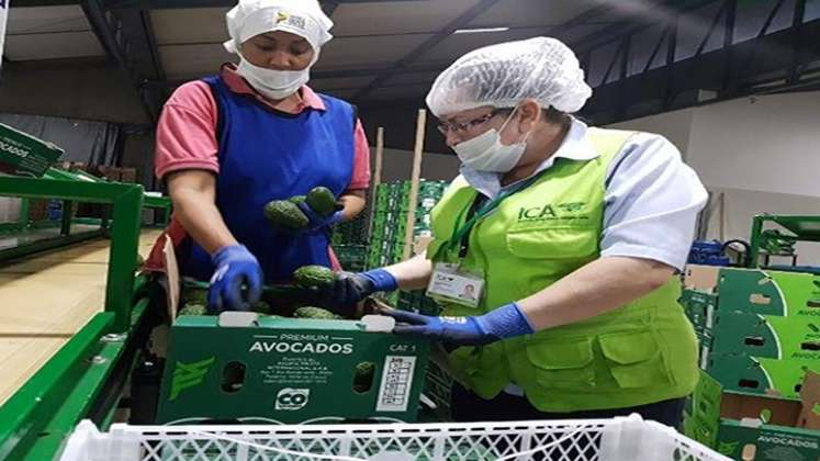 Las autoridades tienen registrados 15.000 productores.