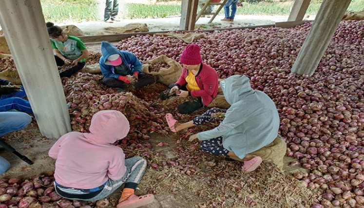 La Asociación de Municipios, provincia de Ocaña y sur del Cesar, buscan una salida a la problemática que enfrentan los productores de cebolla en la región.