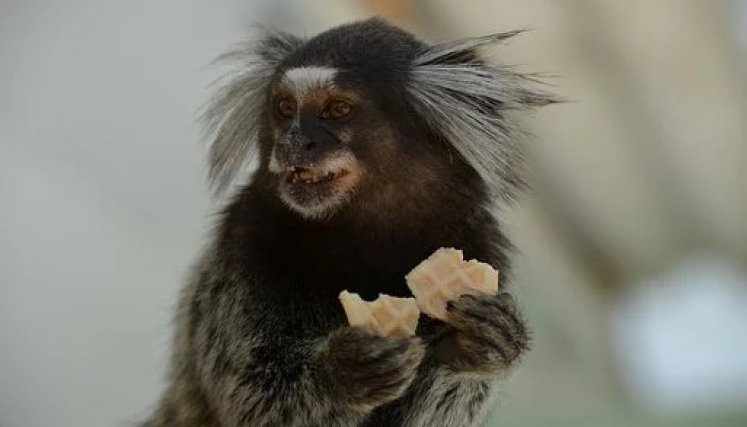 Y los titíes resultan una especie ideal para estudiar debido a su estructura social muy cohesionada. /Foto: Cortesía