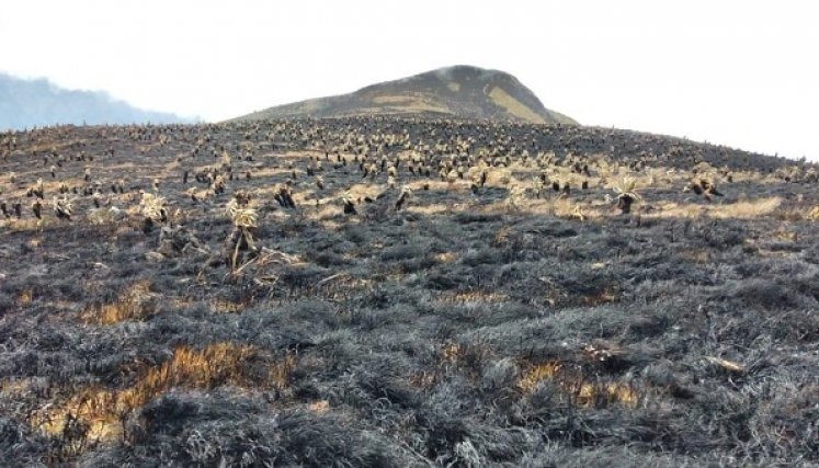 El corregimiento de Mohán, que pertenece al municipio de Suratá en Santander, fue el más afectado. / Foto: Cortesía/ La Opinión 
