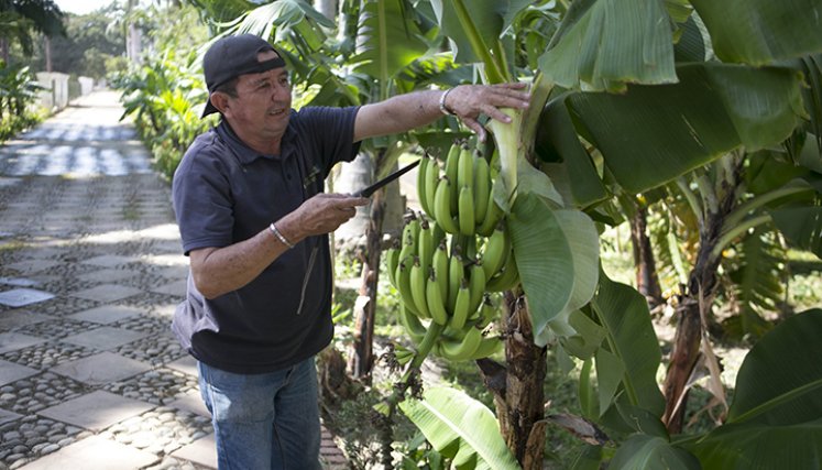 Las matas de plátano son las mas abundantes en la huerta.