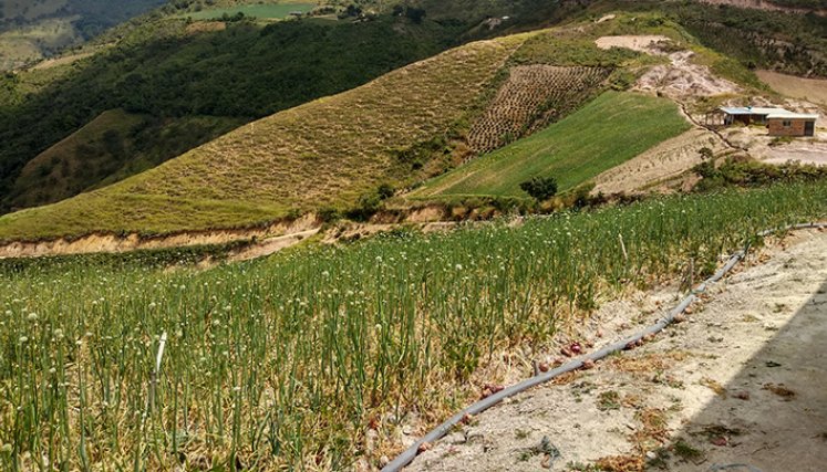 Irónicamente la pandemia fue la temporada más próspera en la región ya que elevó el precio de la carga de cebolla.