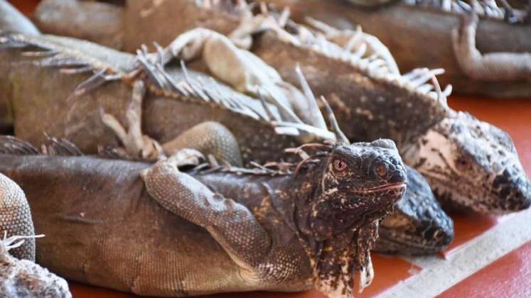 Iguanas incautadas porque iban a sacrificarse para venderlas.