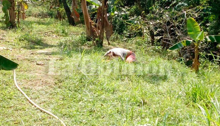 El cadáver de la víctima quedó tendido en medio de unas plantaciones de plátano en Puerto Santander.