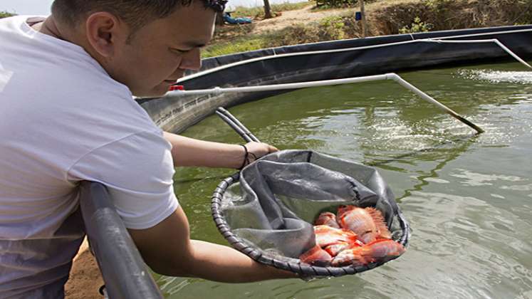 La tilapia tuvo un gran desempeño en las ventas externas.