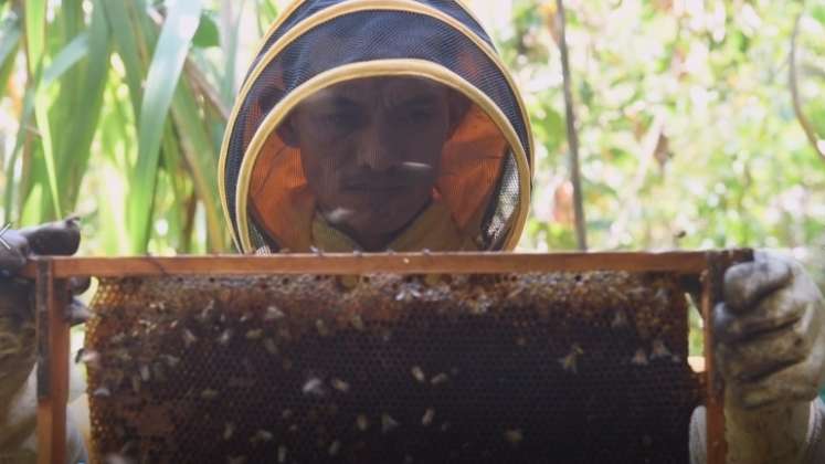 Los insectos llevan en sus patas el agrotóxico a las colmenas. / Foto: AFP