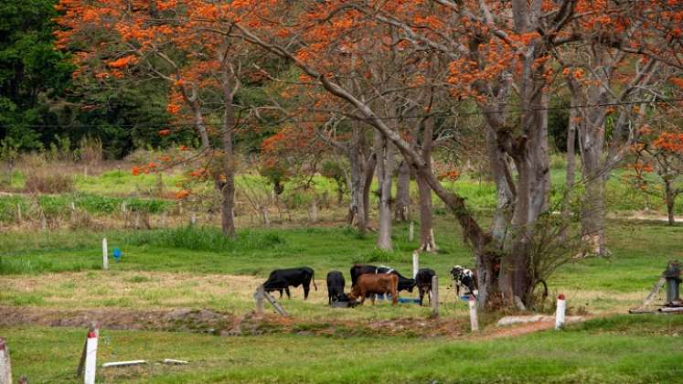 Con este proyecto buscan mitigar los efectos del calentamiento global y la prolongada pandemia que afecta la producción agropecuaria. /Foto: Cortesía/ La Opinión