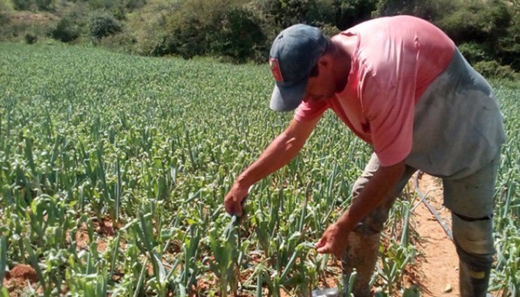 Antes de la pandemia el 99,3% de hogares en el área metropolitana de Cúcuta comían 3 veces al día. Ahora esa cifra descendió al 79,9%/ Foto Archivo La Opinión 