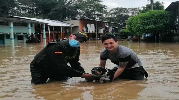 Los animales también ha recibido ayuda por parte de los uniformados de la Policía./FOTO: Cortesía