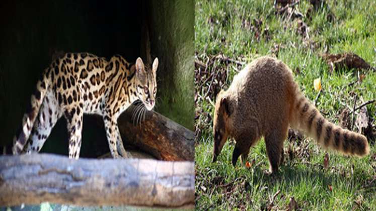 El puma y el oso han sido vistos en Santurbán./FOTO: Cortesía.