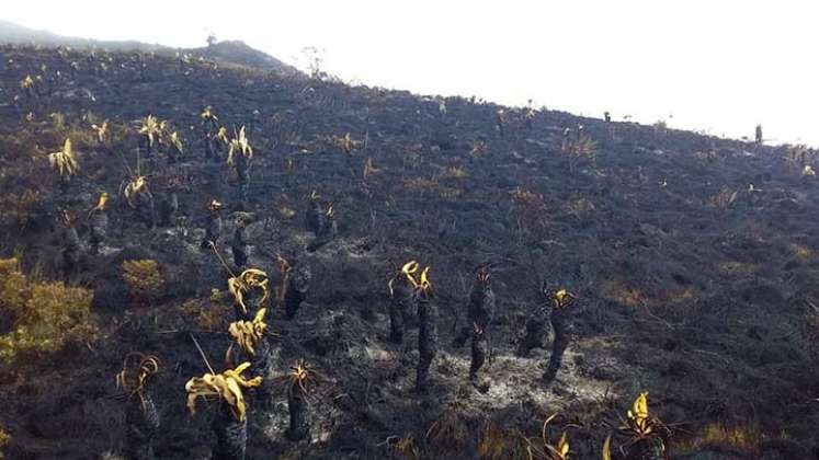 Los alcaldes y las autoridades ambientales están llamadas a proteger los p[aramos./Cortesía