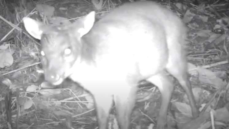 El fototrampeo es una herramienta que permite conocer sobre la presencia o ausencia de las especies en una región. En la foto, un venado captado de noche y de día./FOTO: Cortesía