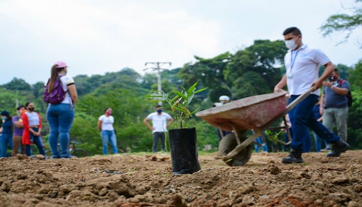 Plantaron 50 guaduas en la ribera del río en un espacio de 150 metros /Cortesía /Aguas Kapital