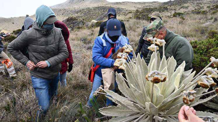 Los árboles nativos de Cúcuta y Norte de Santander ayudan a recuperar ecosistemas destruidos, desarrollar firmeza en los suelos y contribuyen a la recuperación del equilibrio ecológico de la región.