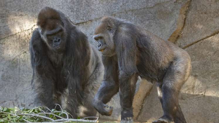 En enero varios primates dieron positivo para el coronavirus. / Foto: AFP