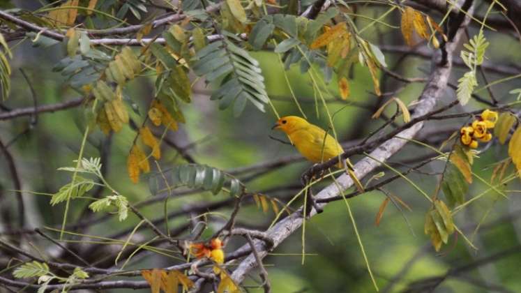 La presencia de especies carismáticas tanto en fauna como en flora resalta el valor del paisaje en la vereda Fátima, en el municipio de Sardinata. / Cortesía/ La Opinión 