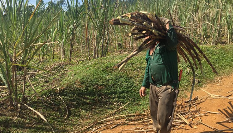 Campesinos colombianos.