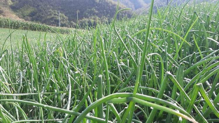 Aproximadamente 6 mil familias dedicadas al cultivo de la cebolla que atraviesan por una difícil situación económica./Cortesía/La Opinión.